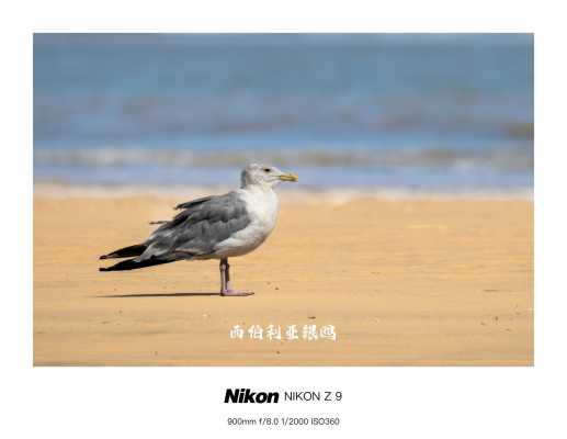 鸟片专题_2025年9月9日日照