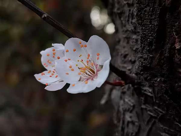 中海物业青岛公司美丽家园_项目1