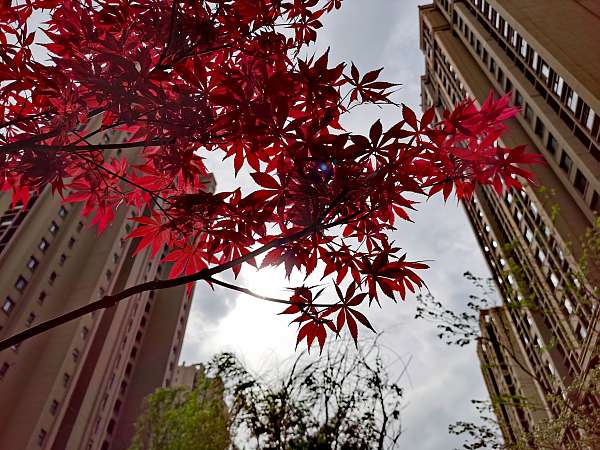 中海物业青岛公司美丽家园_项目13