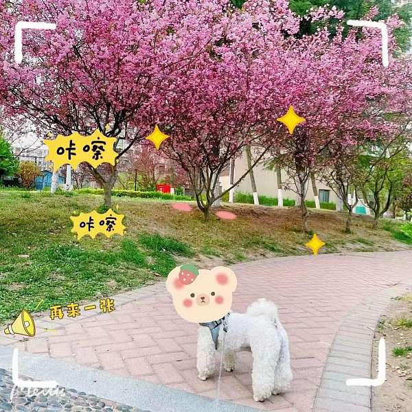 中海物业青岛公司美丽家园_项目14