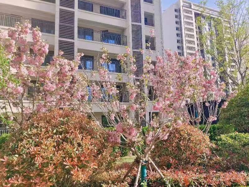 中海物业青岛公司美丽家园_项目19