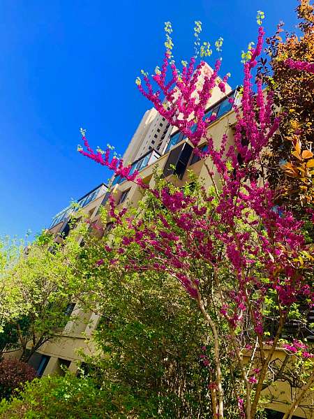 中海物业青岛公司美丽家园_项目3
