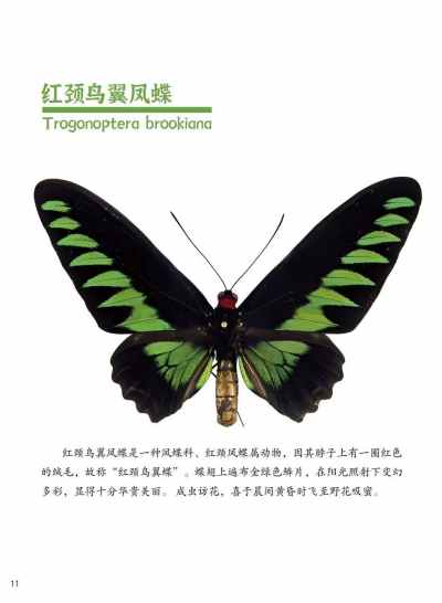 222_蝴蝶