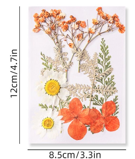 Craft filling materials-Dried flower-press dried flower-10pieces:pack_INTODIY