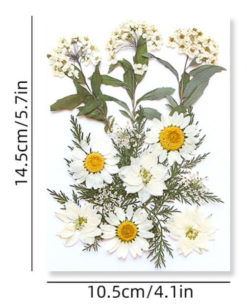 Craft filling materials-Dried flower-press dried flower-15pieces:pack_INTODIY