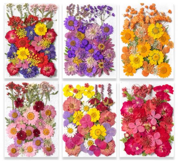 Craft filling materials-Dried flower-press dried flower-35pieces:pack_INTODIY