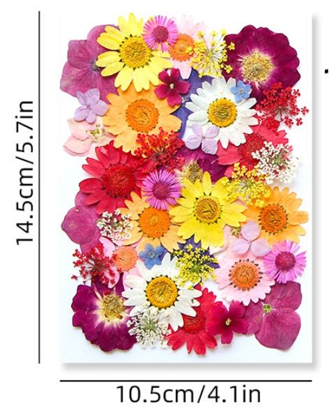 Craft filling materials-Dried flower-press dried flower-42pieces:pack_INTODIY