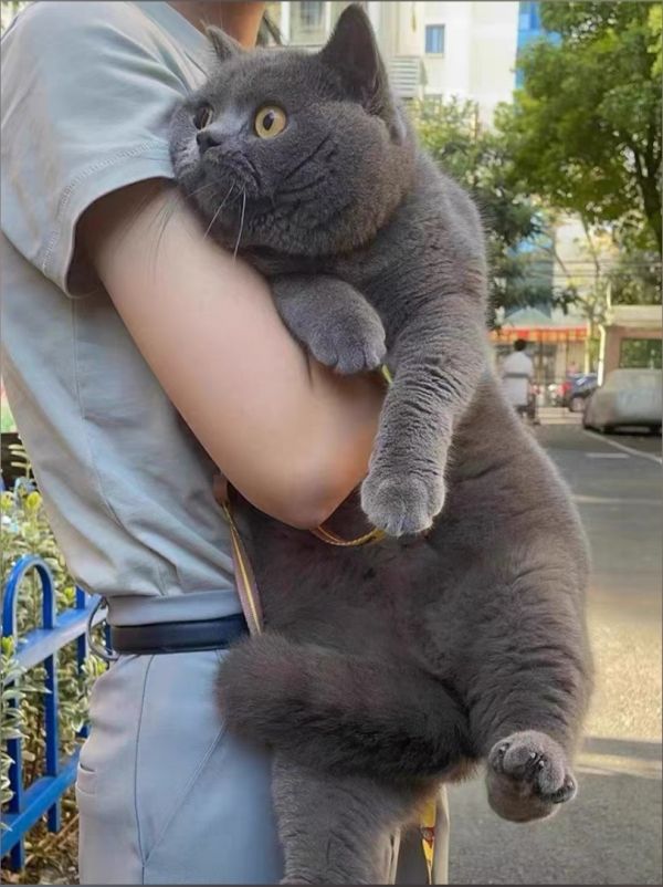 福善如意蛋糕，用心传递爱！_我们家的猫