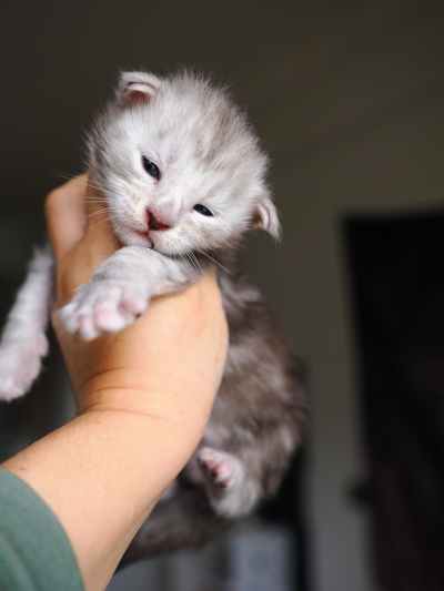 横塘路缅因猫_H窝