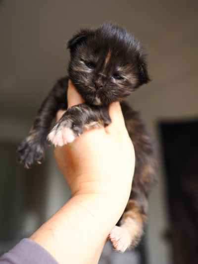 横塘路缅因猫_K窝