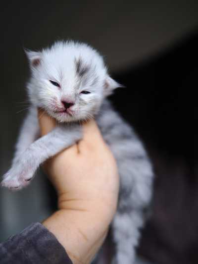 横塘路缅因猫_N窝