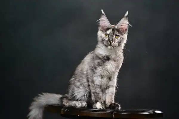 横塘路缅因猫_N-R选猫照片