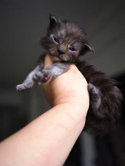 横塘路缅因猫_P窝
