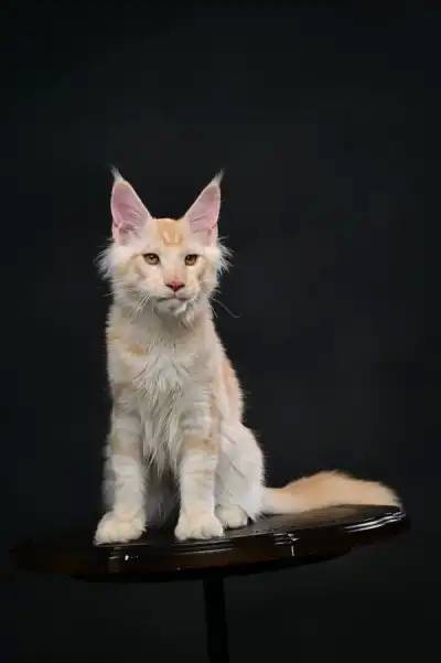 横塘路缅因猫_STUV选猫照片