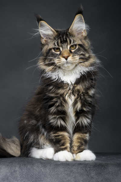 横塘路缅因猫_YZA选猫