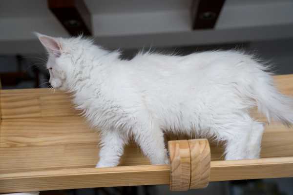 小娘鱼缅因猫舍_凛冬