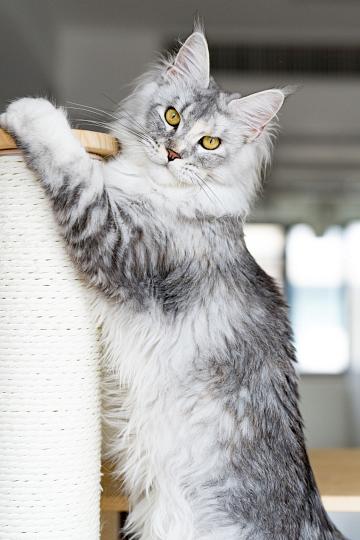 小娘鱼缅因猫舍_北极星