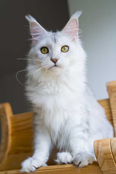 小娘鱼缅因猫舍_棒棒糖