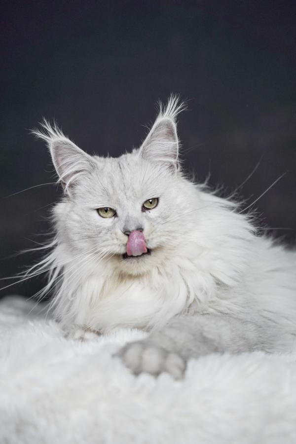 小娘鱼缅因猫舍_顺顺