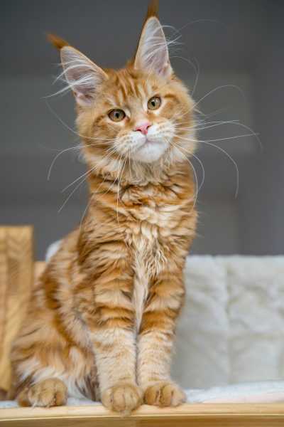 小娘鱼缅因猫舍_饭饭