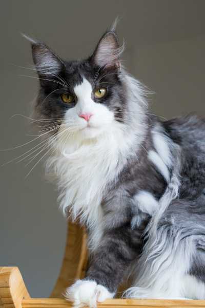 小娘鱼缅因猫舍_kiwi