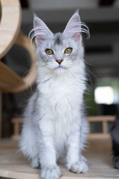 小娘鱼缅因猫舍_merka